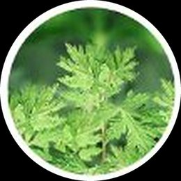 艾草提取液